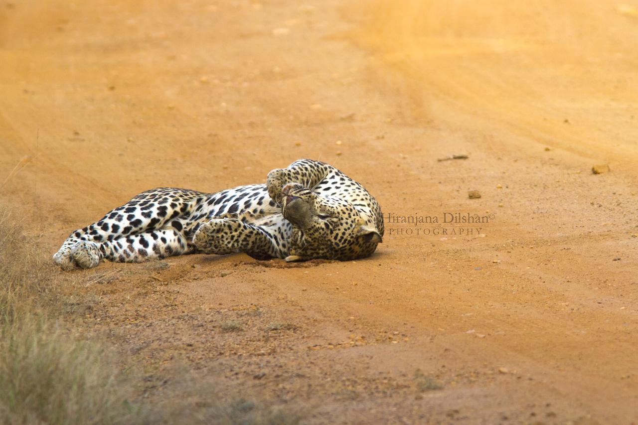 Willpattu Wild Watch Otel Habawewa Dış mekan fotoğraf